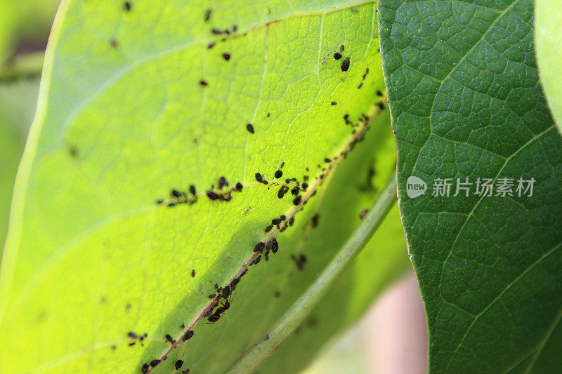 在红花豆叶上的黑蝇/黑蚜虫，花园害虫